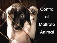 /album/fotogaleria-reflexiones/maltrato-animal4-1-jpg/
